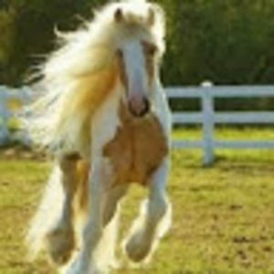 Meet your Posher, Alysha